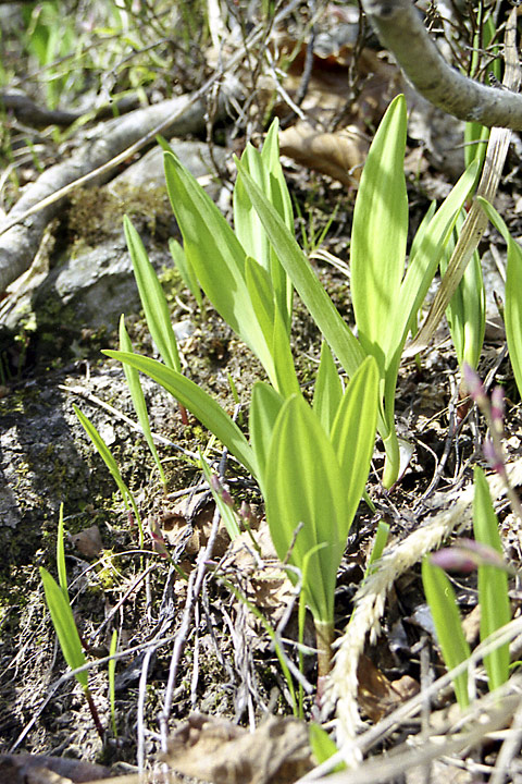 Image of Allium victorialis specimen.