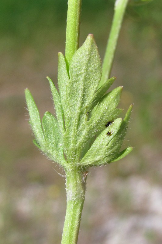 Image of Ranunculus sardous specimen.