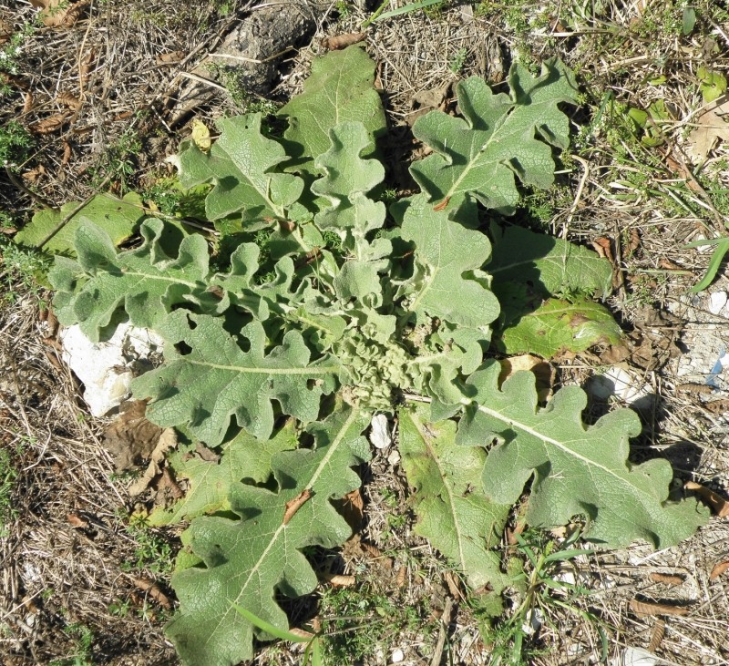 Изображение особи Verbascum sinuatum.