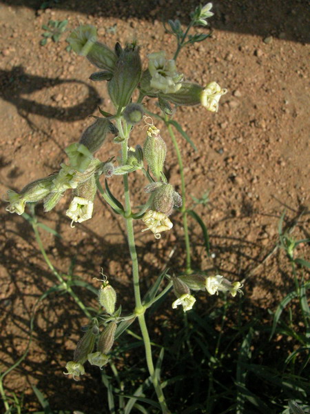 Image of Silene amoena specimen.