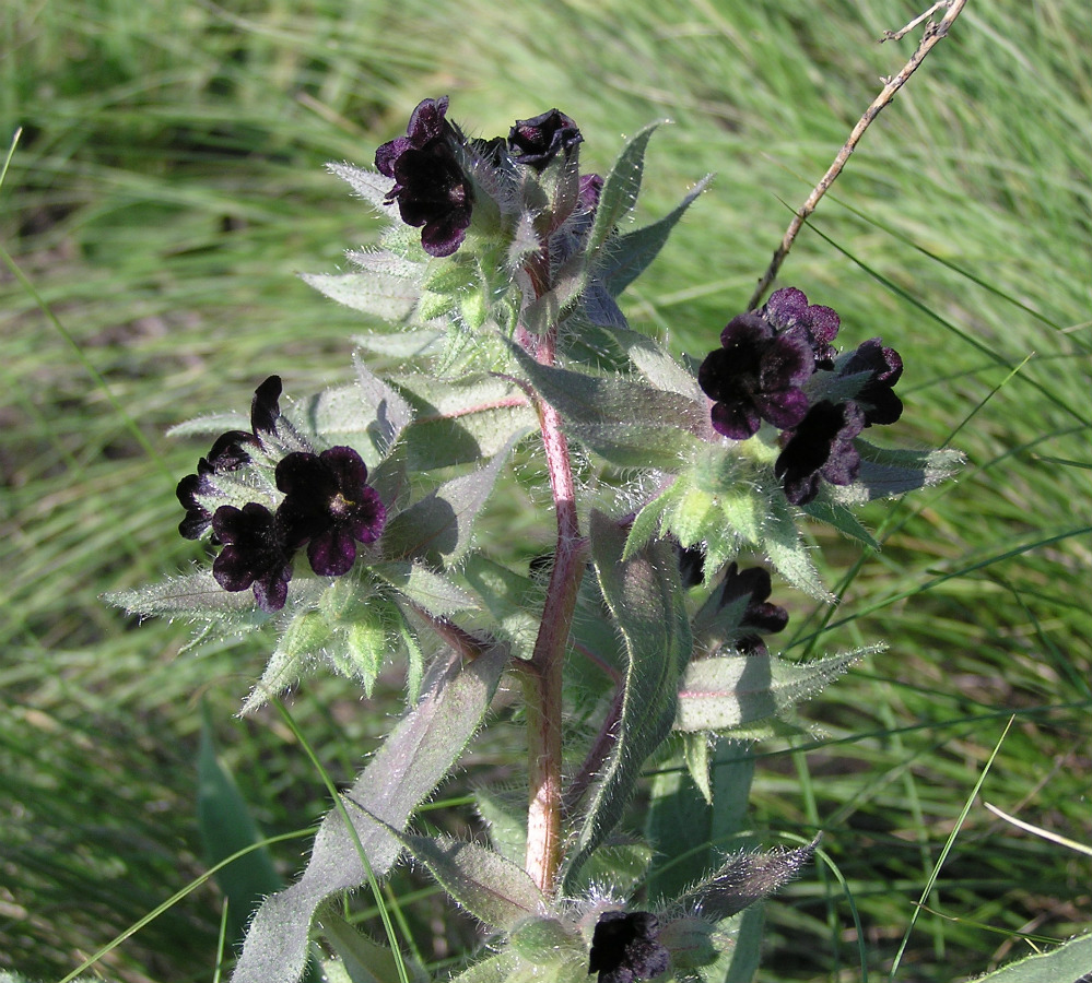 Image of Nonea rossica specimen.