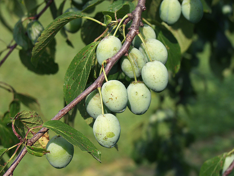 Image of Prunus domestica specimen.