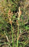 Carex canescens