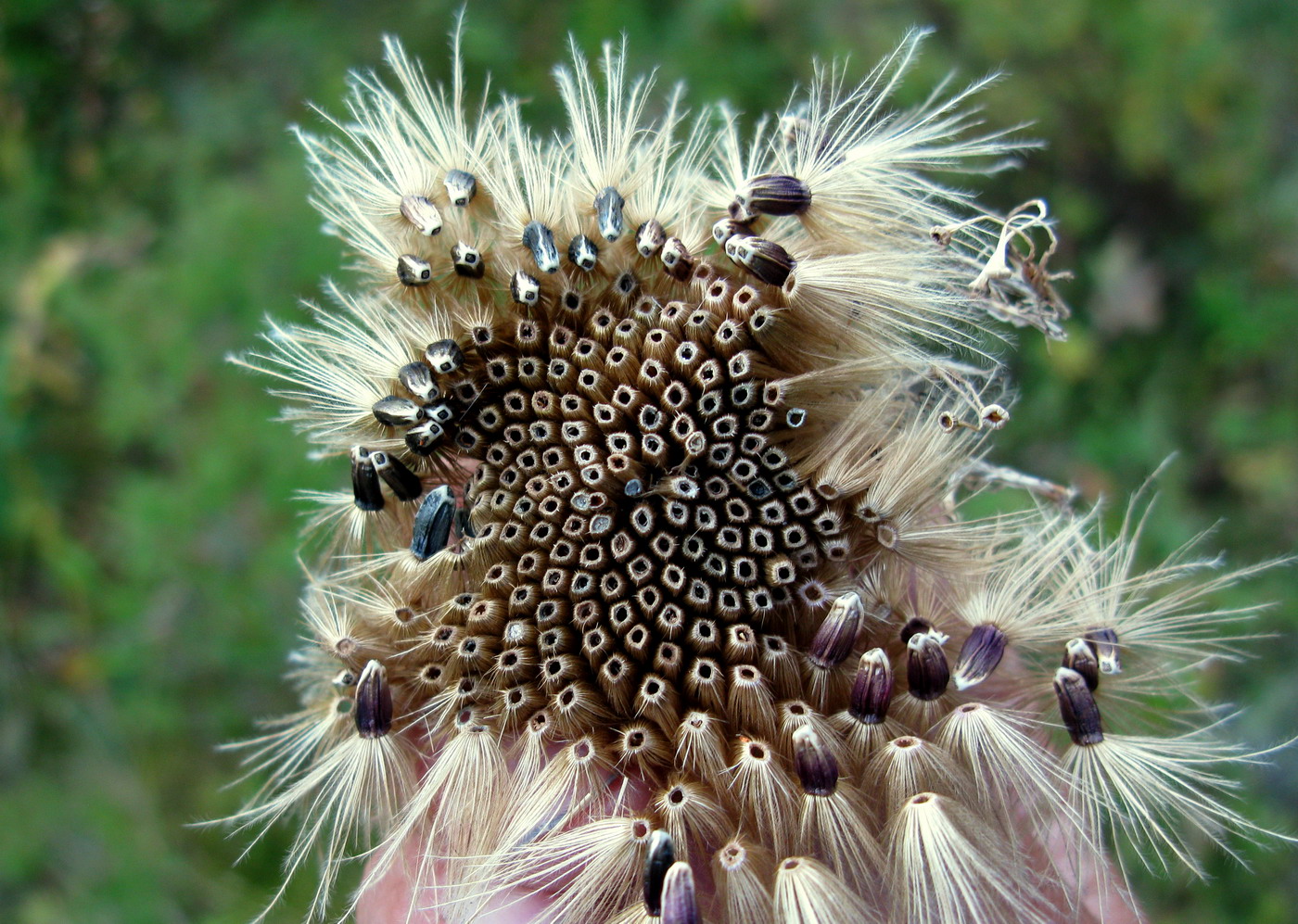 Image of Stemmacantha orientalis specimen.