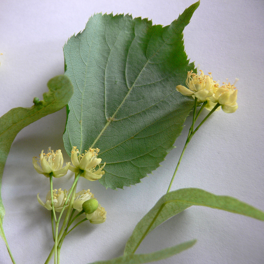 Image of Tilia cordata specimen.