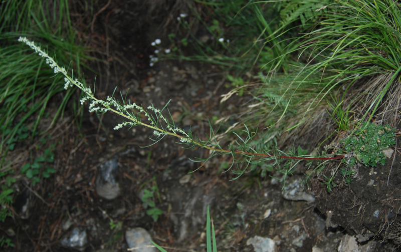 Image of genus Artemisia specimen.