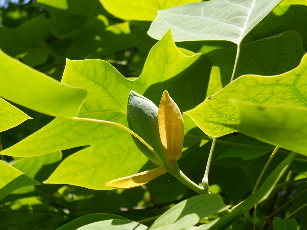 Image of Liriodendron tulipifera specimen.