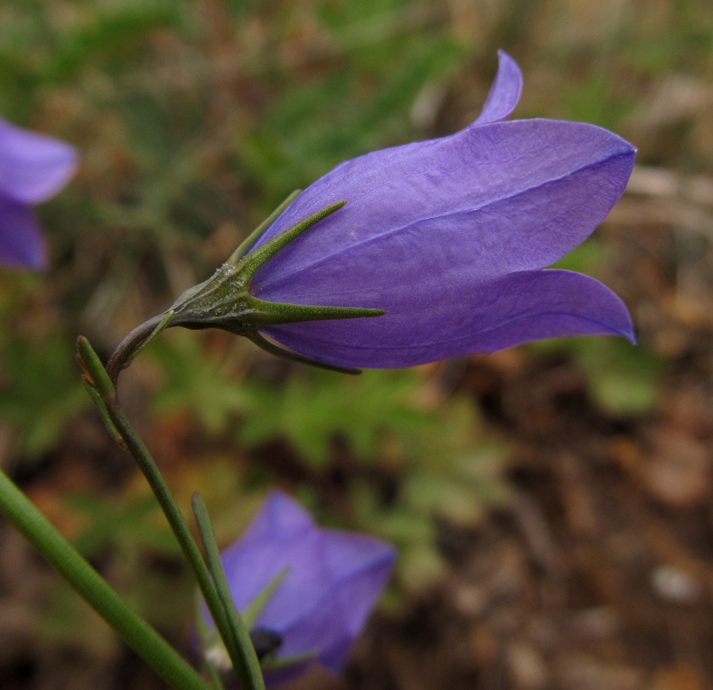 Image of Campanula rotundifolia ssp. hispanica specimen.