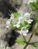 Origanum vulgare