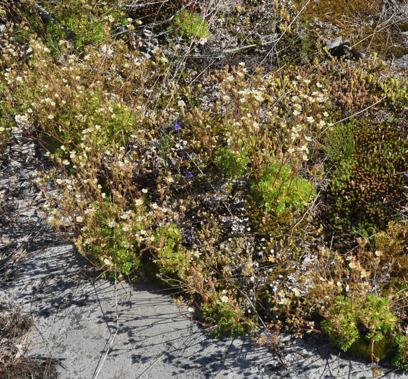 Image of Saxifraga cespitosa specimen.