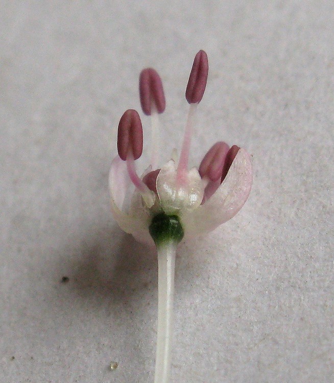 Image of Allium turkestanicum specimen.