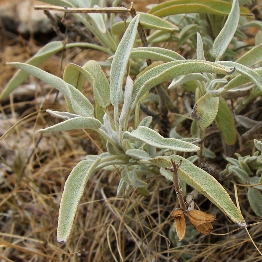 Image of Salvia officinalis specimen.