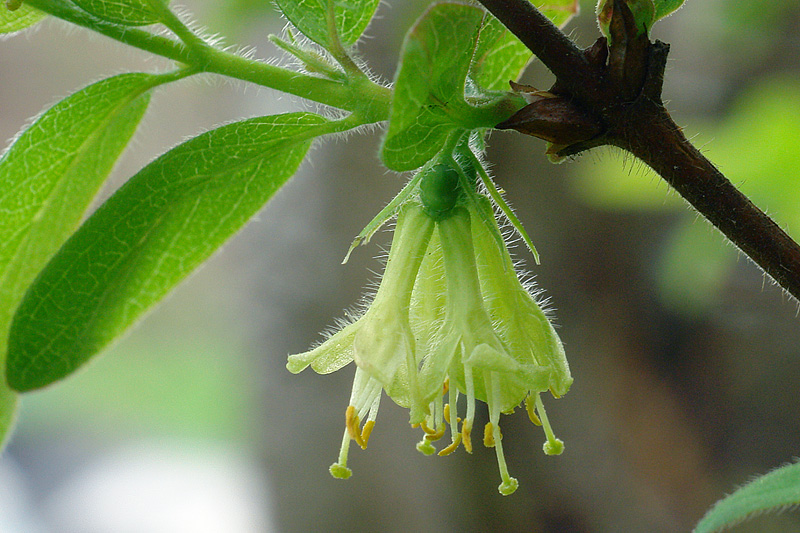 Изображение особи Lonicera edulis.