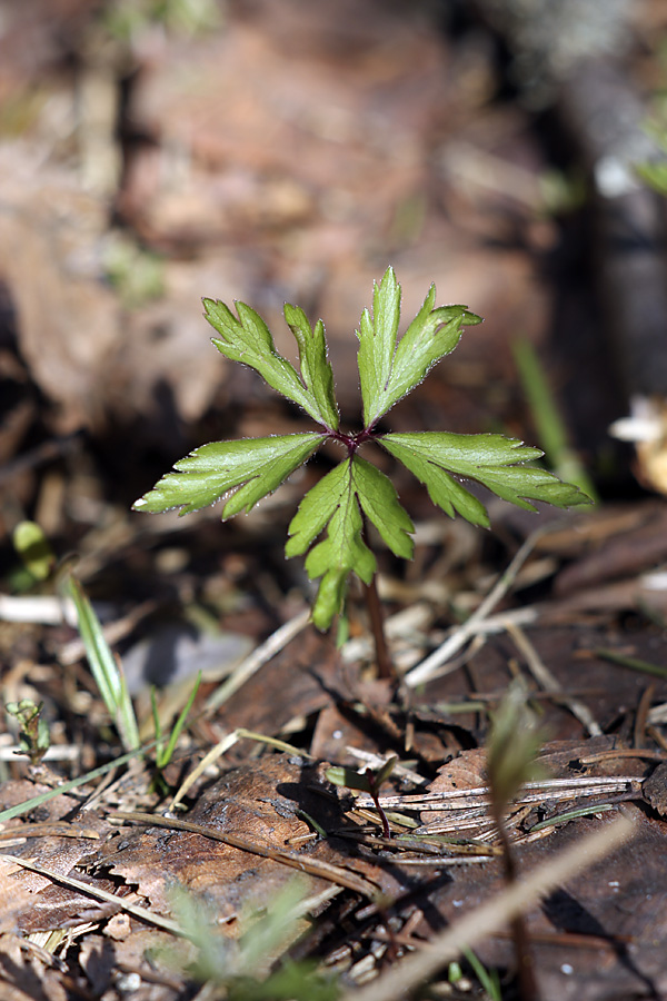 Изображение особи Anemone nemorosa.