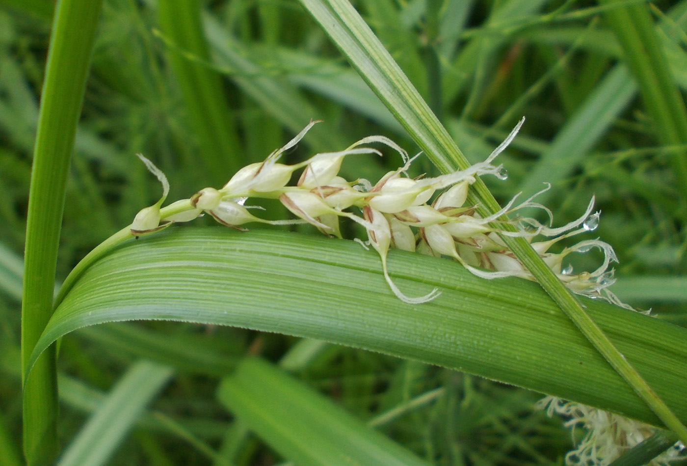 Изображение особи Carex falcata.