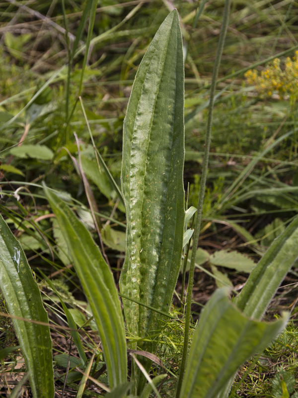 Image of Plantago urvillei specimen.