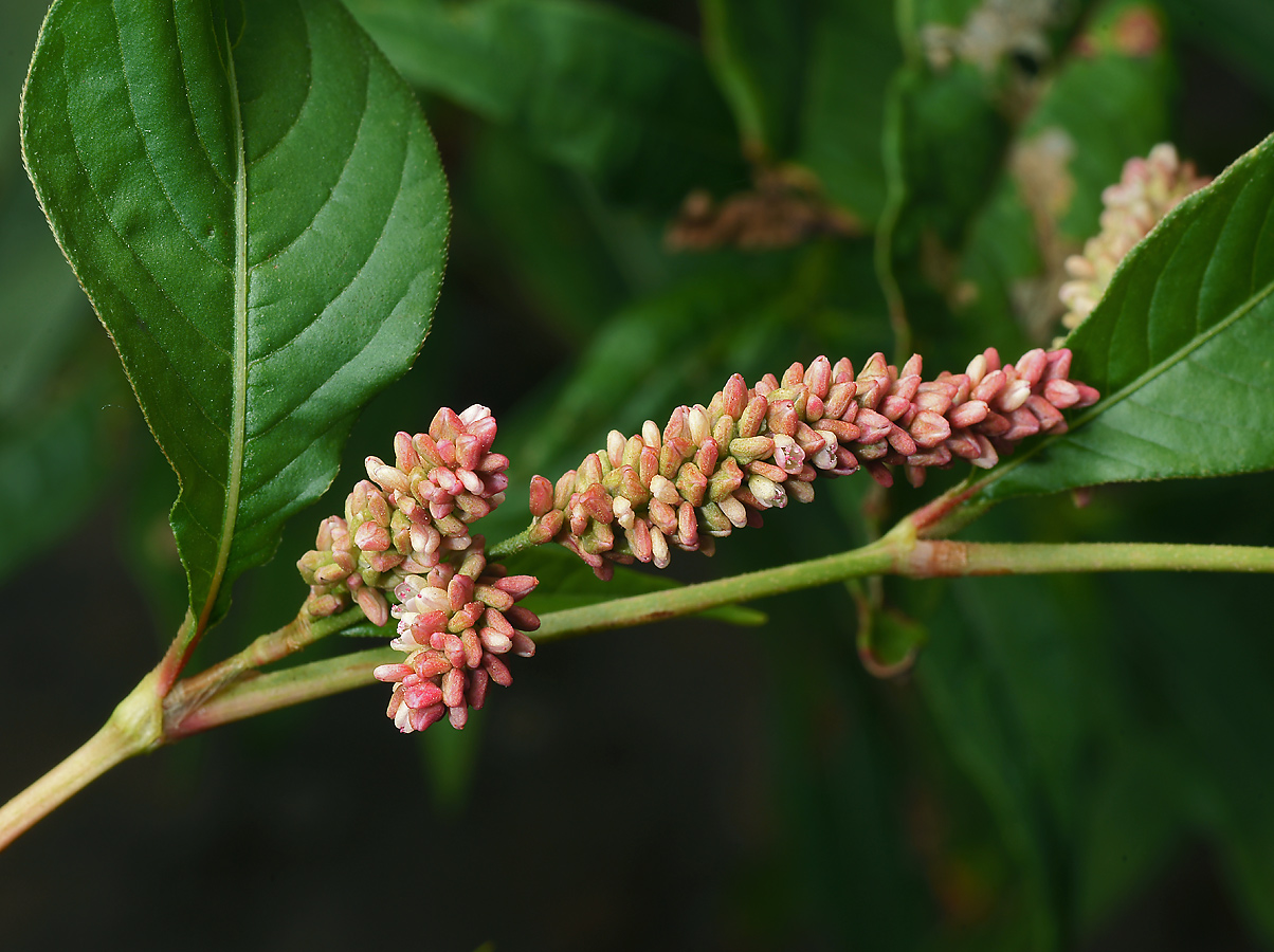 Image of Persicaria &times; lenticularis specimen.