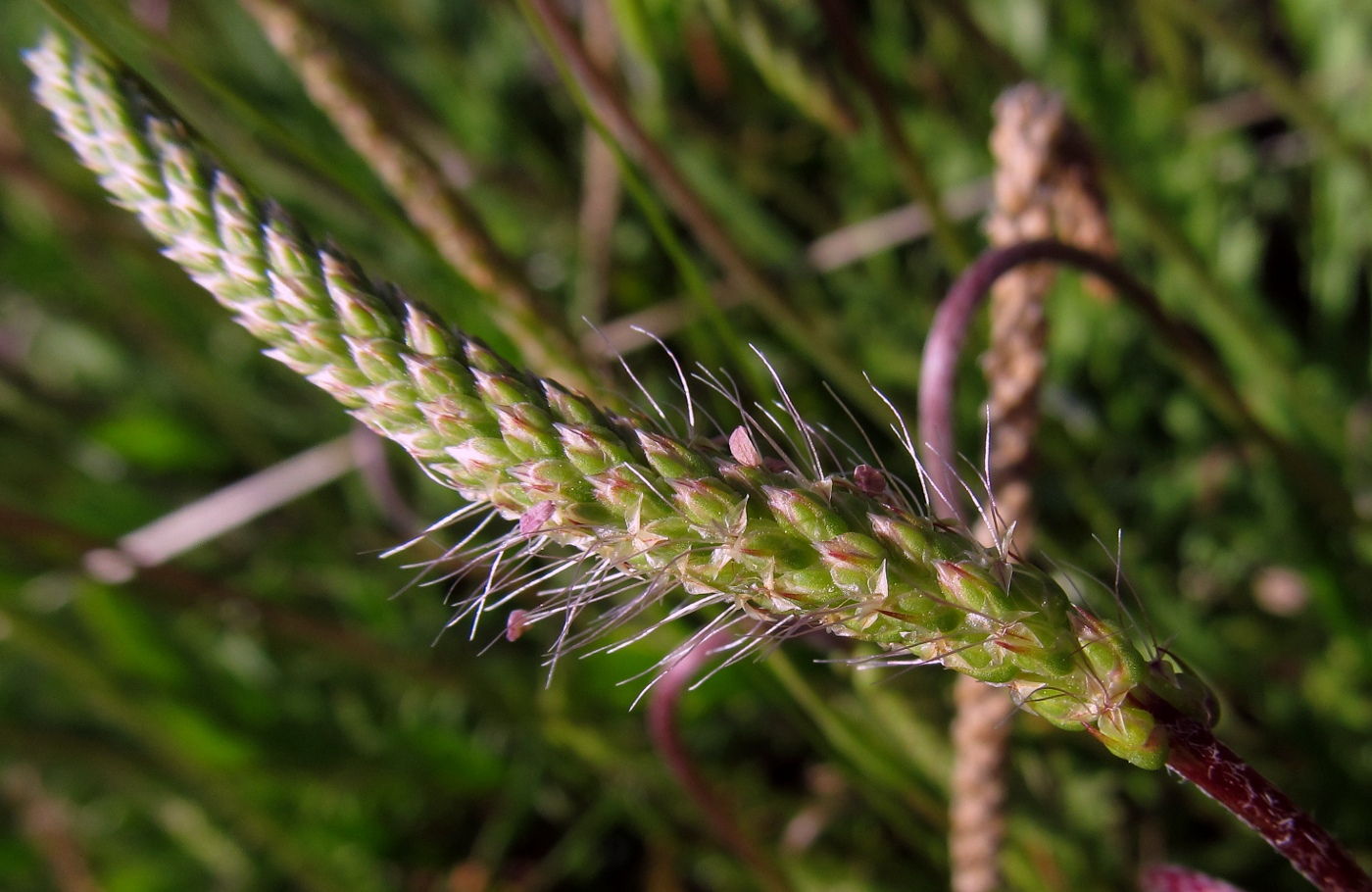 Image of Plantago coronopus specimen.