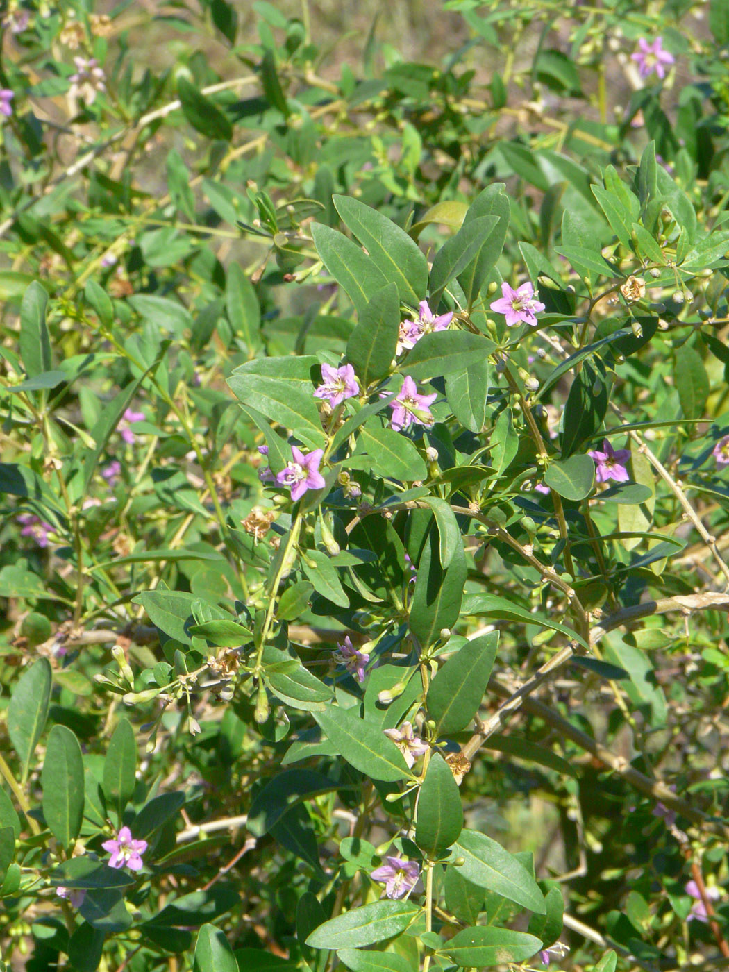 Image of Lycium barbarum specimen.