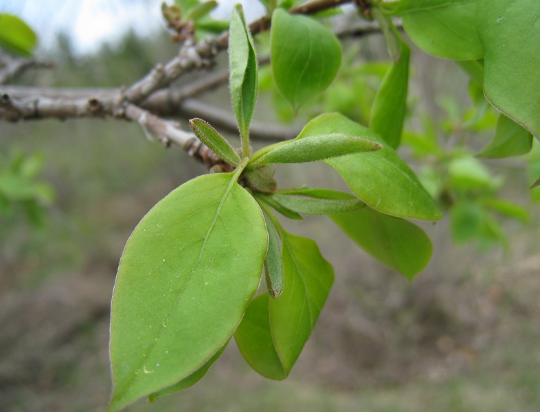 Изображение особи Syringa amurensis.