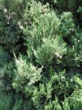 Cupressus sempervirens. Часть кроны дерева с шишками. Италия, Венето, пригород Венеции, у парковки экскурсионных автобусов. 18.06.2012.