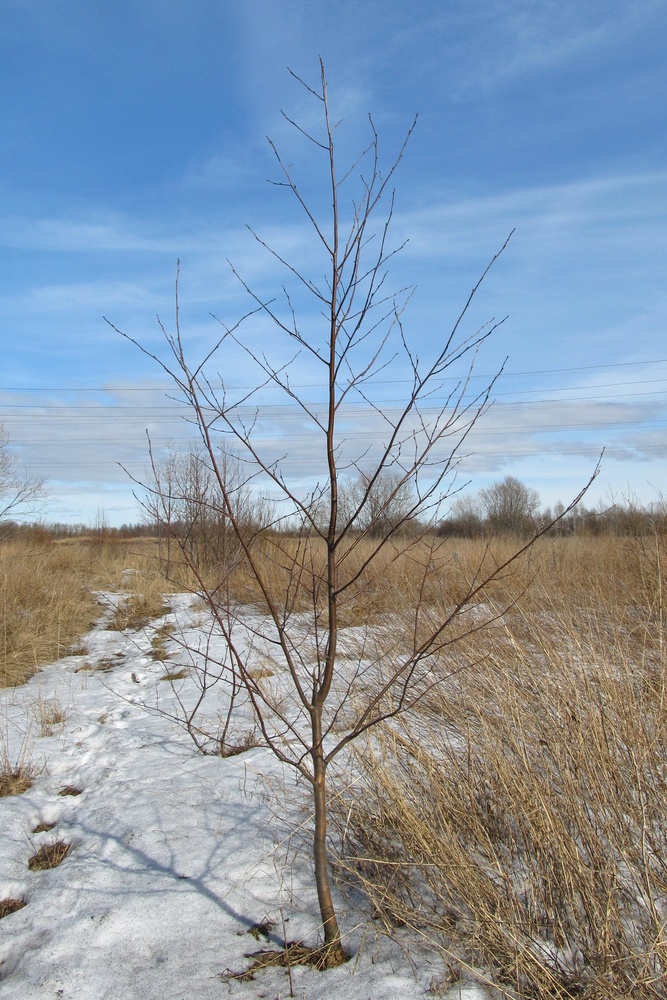 Image of Alnus incana specimen.