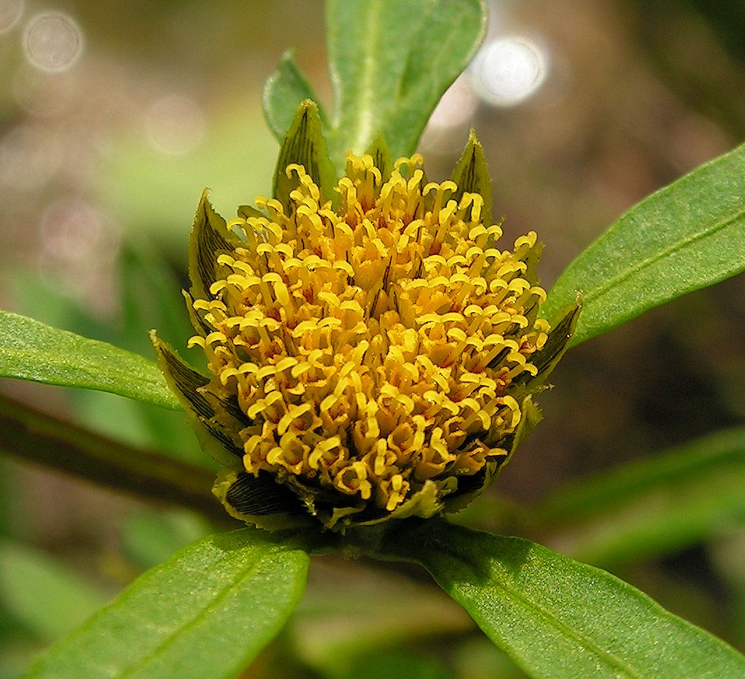 Изображение особи Bidens frondosa.