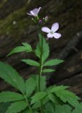 Cardamine bulbifera. Верхушка цветущего растения. Белгородская обл., \"Лес на Ворскле\". 07.05.2009.