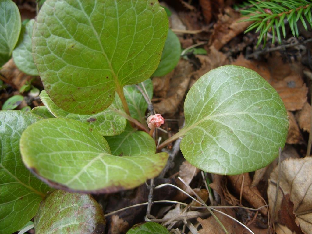 Image of Pyrola dahurica specimen.