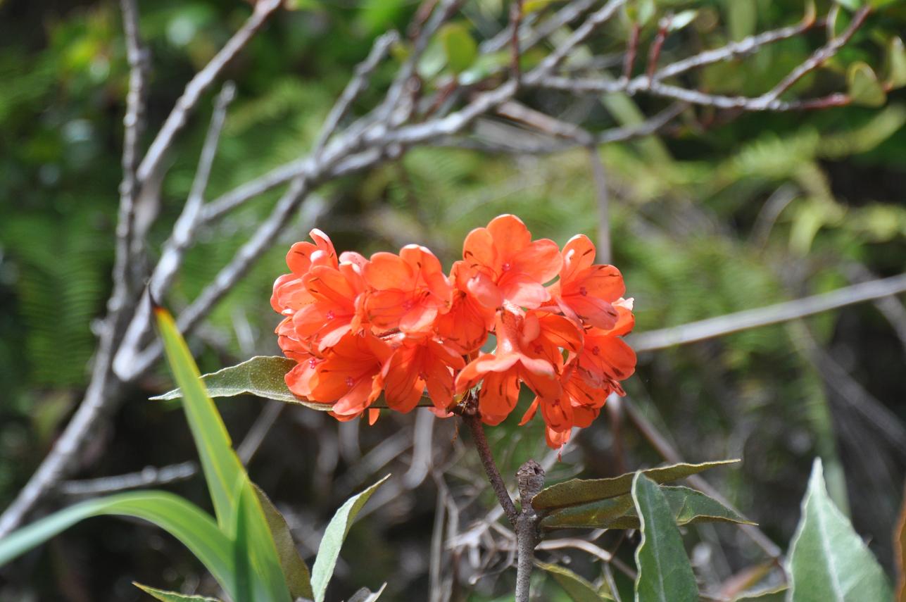 Image of genus Rhododendron specimen.