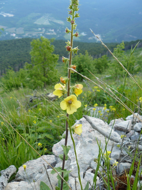 Image of Verbascum spectabile specimen.