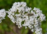 Смотреть изображение род Valeriana