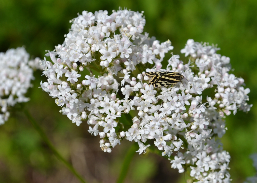 Изображение особи род Valeriana.