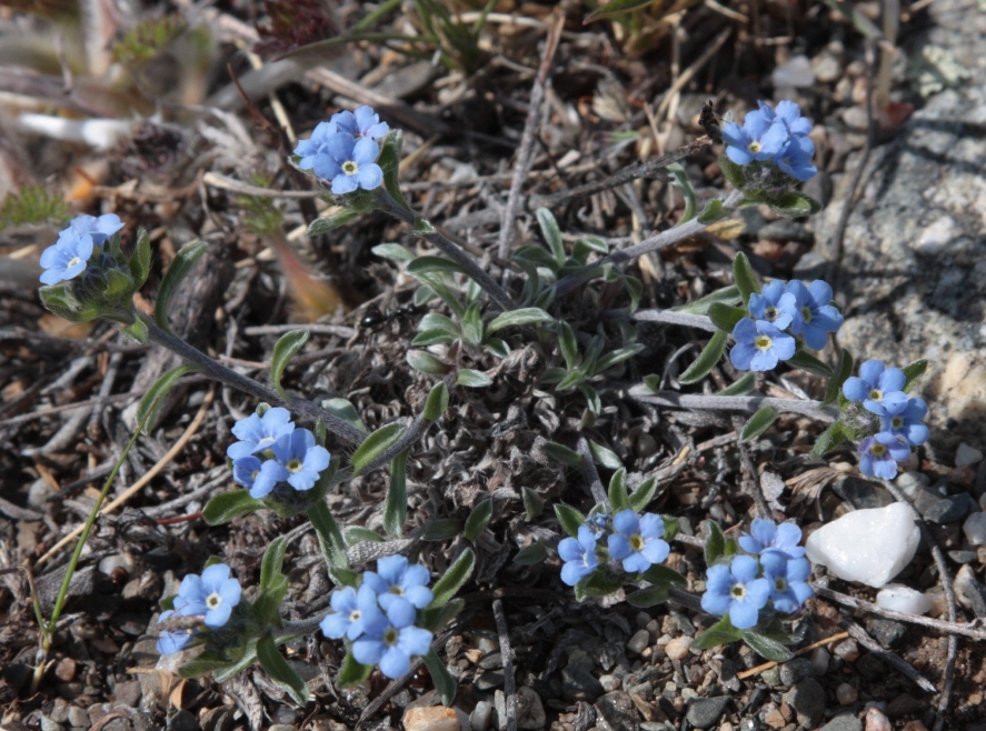 Изображение особи Amblynotus rupestris.