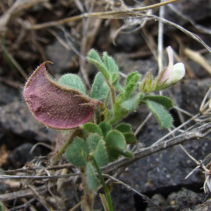 Image of Melilotoides biflora specimen.