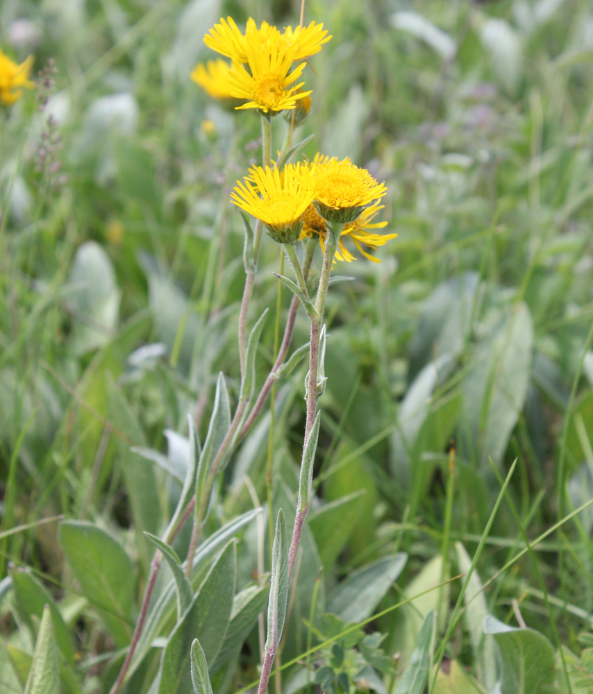 Изображение особи Inula oculus-christi.