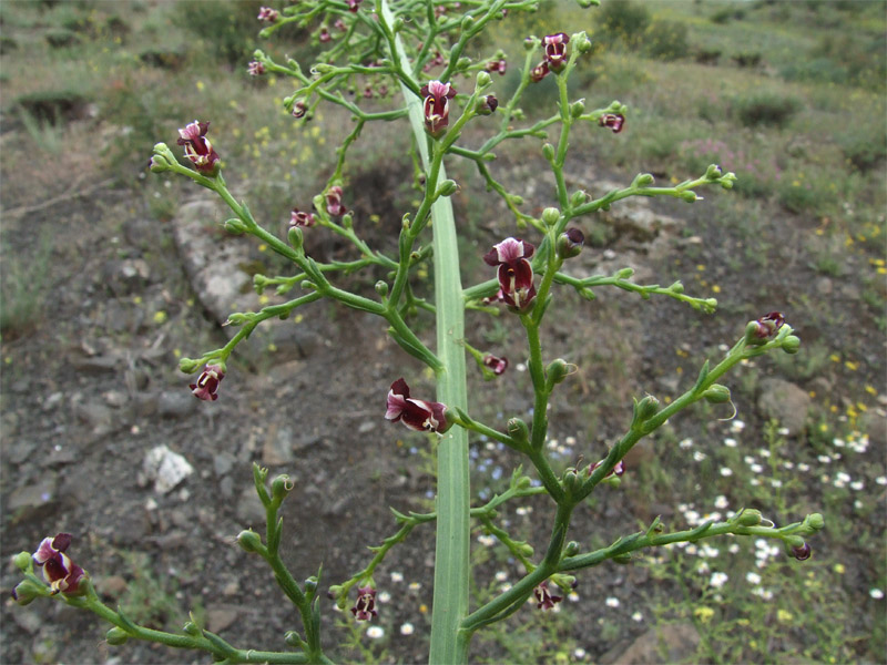 Изображение особи Scrophularia azerbaijanica.