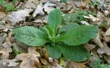 Inula conyza