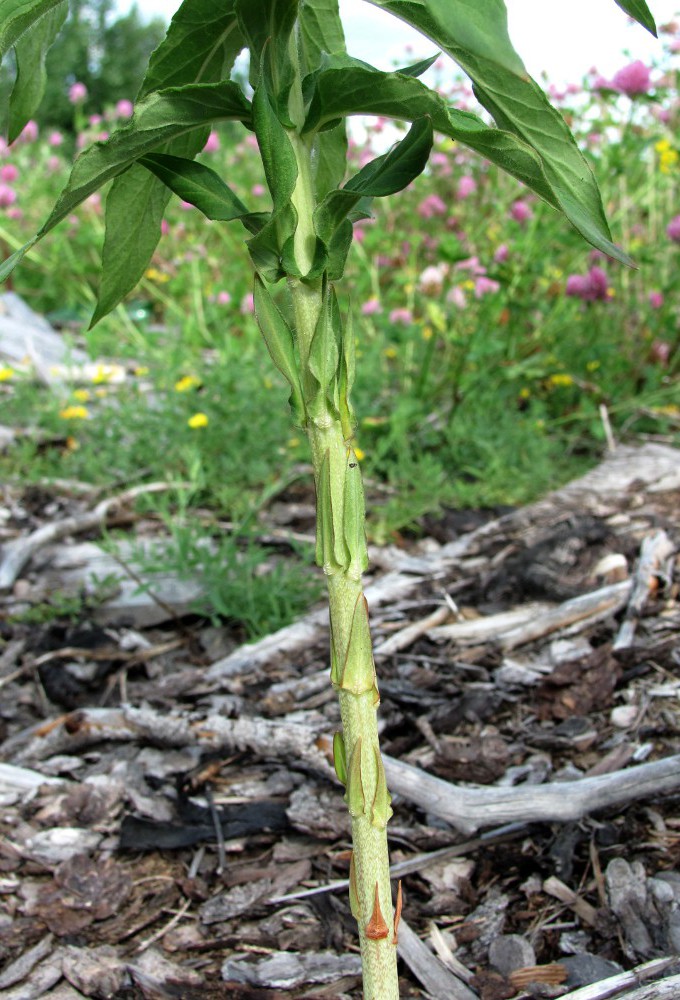 Изображение особи Lysimachia vulgaris.