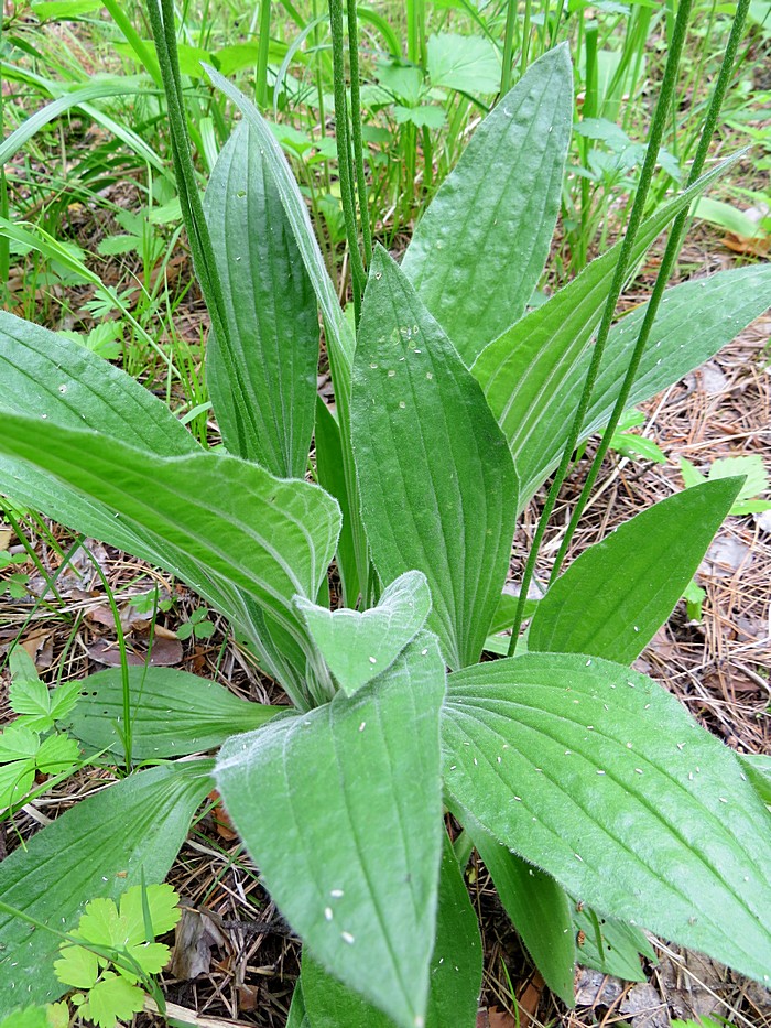 Image of Plantago urvillei specimen.