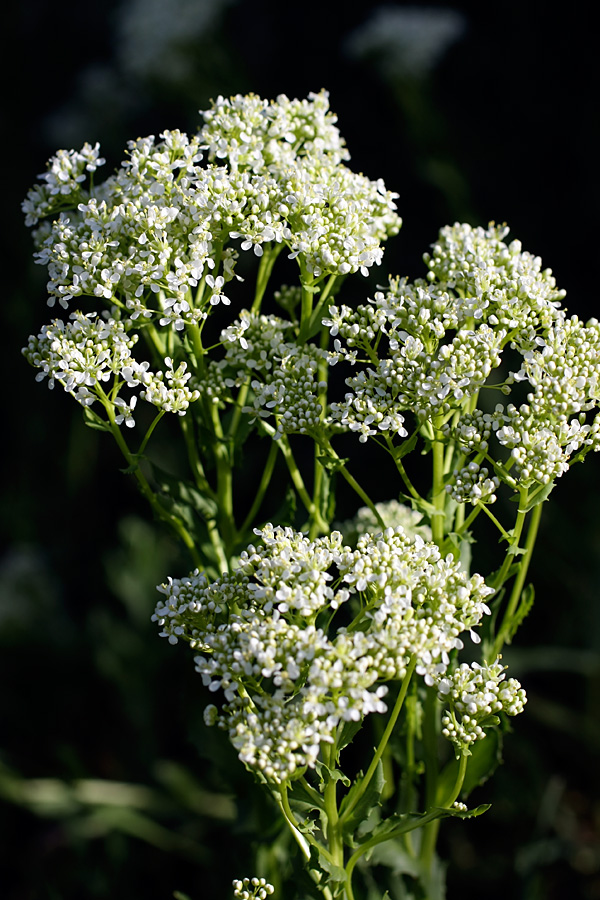 Изображение особи Cardaria repens.