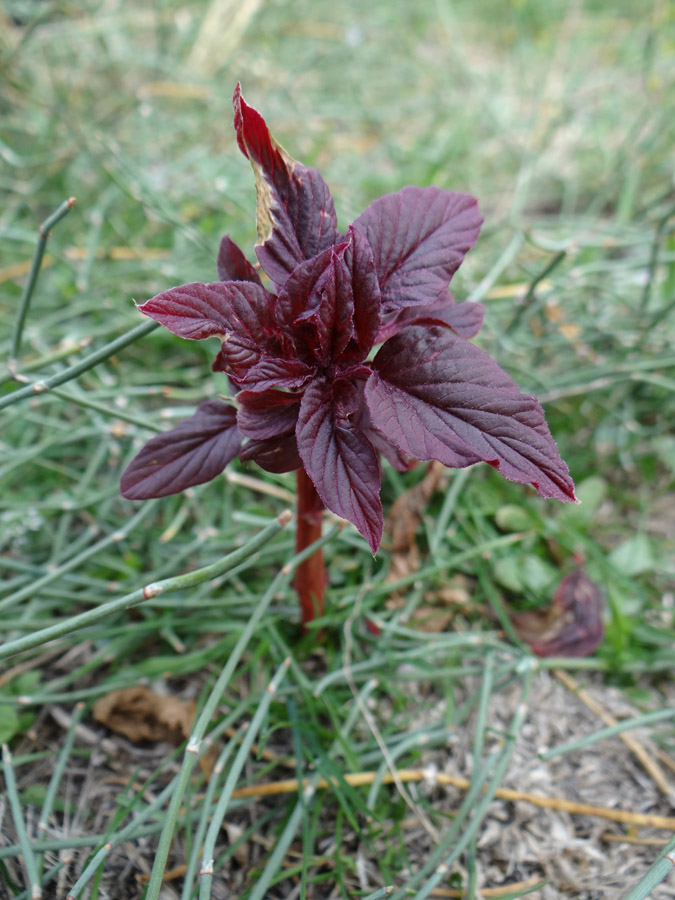 Image of Amaranthus hypochondriacus specimen.