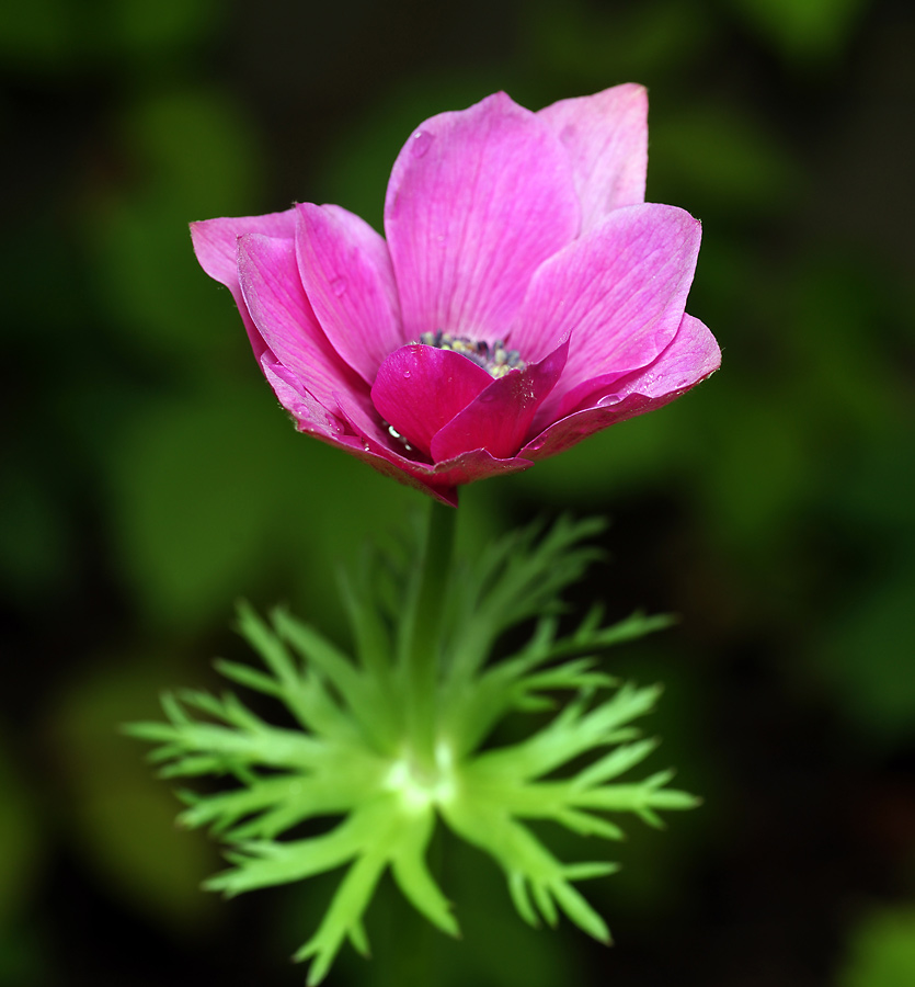 Image of Anemone coronaria specimen.