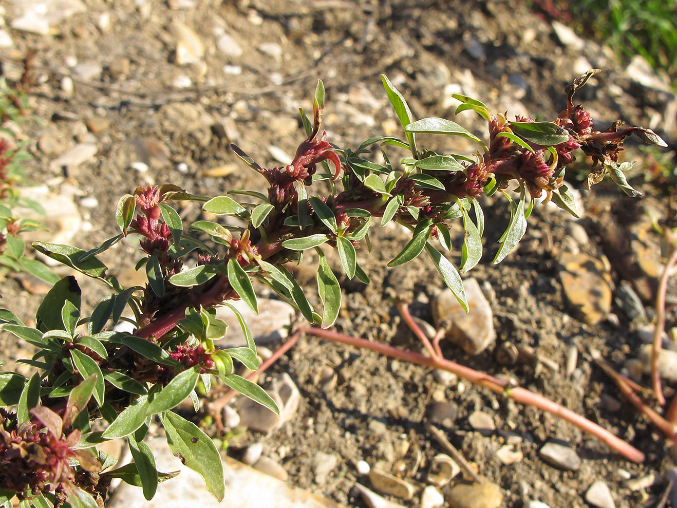 Изображение особи Amaranthus graecizans.