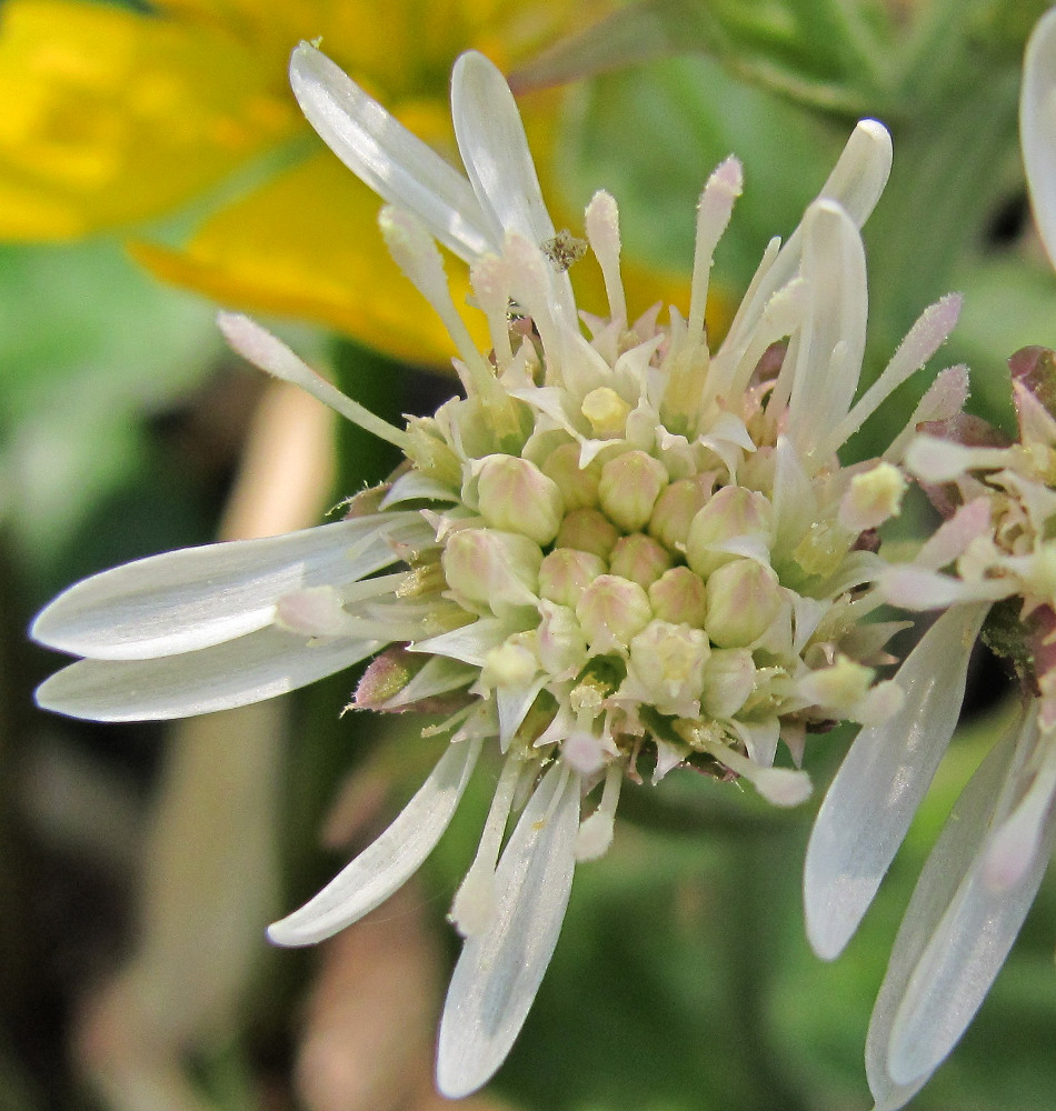 Изображение особи Petasites frigidus.