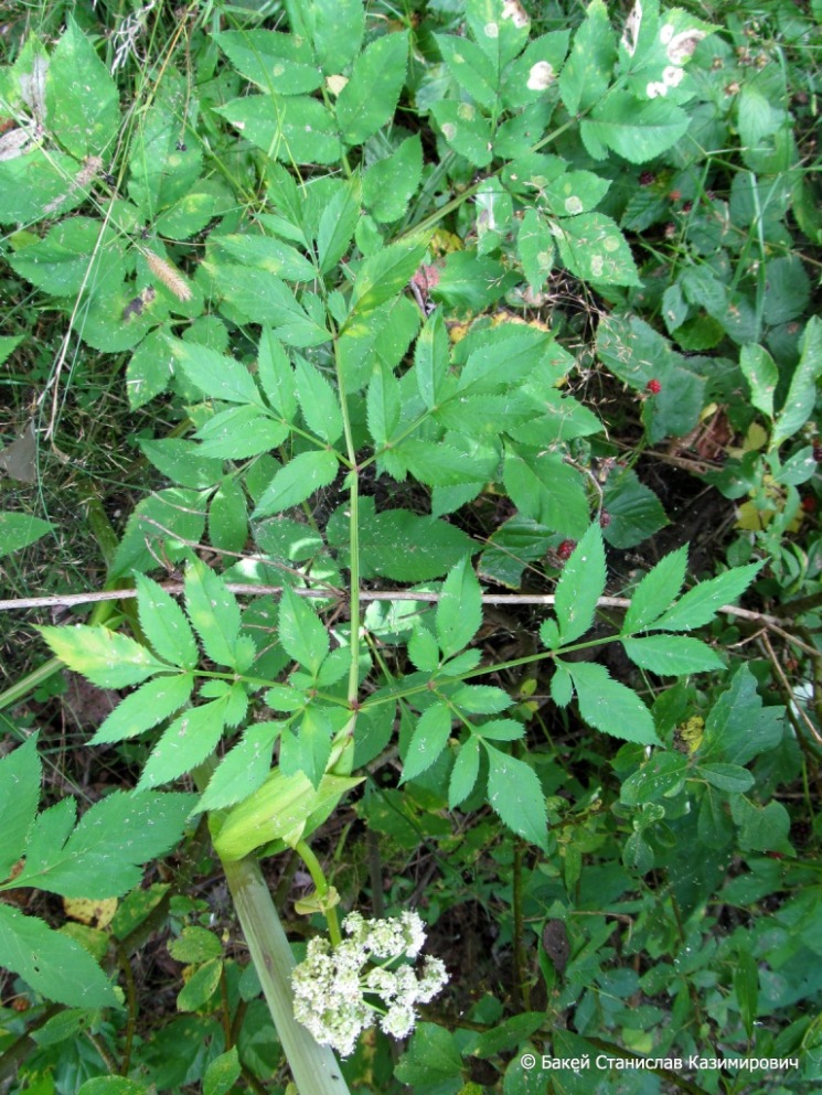 Изображение особи Angelica sylvestris.