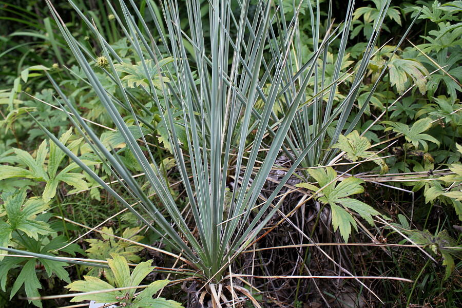 Image of Yucca glauca specimen.