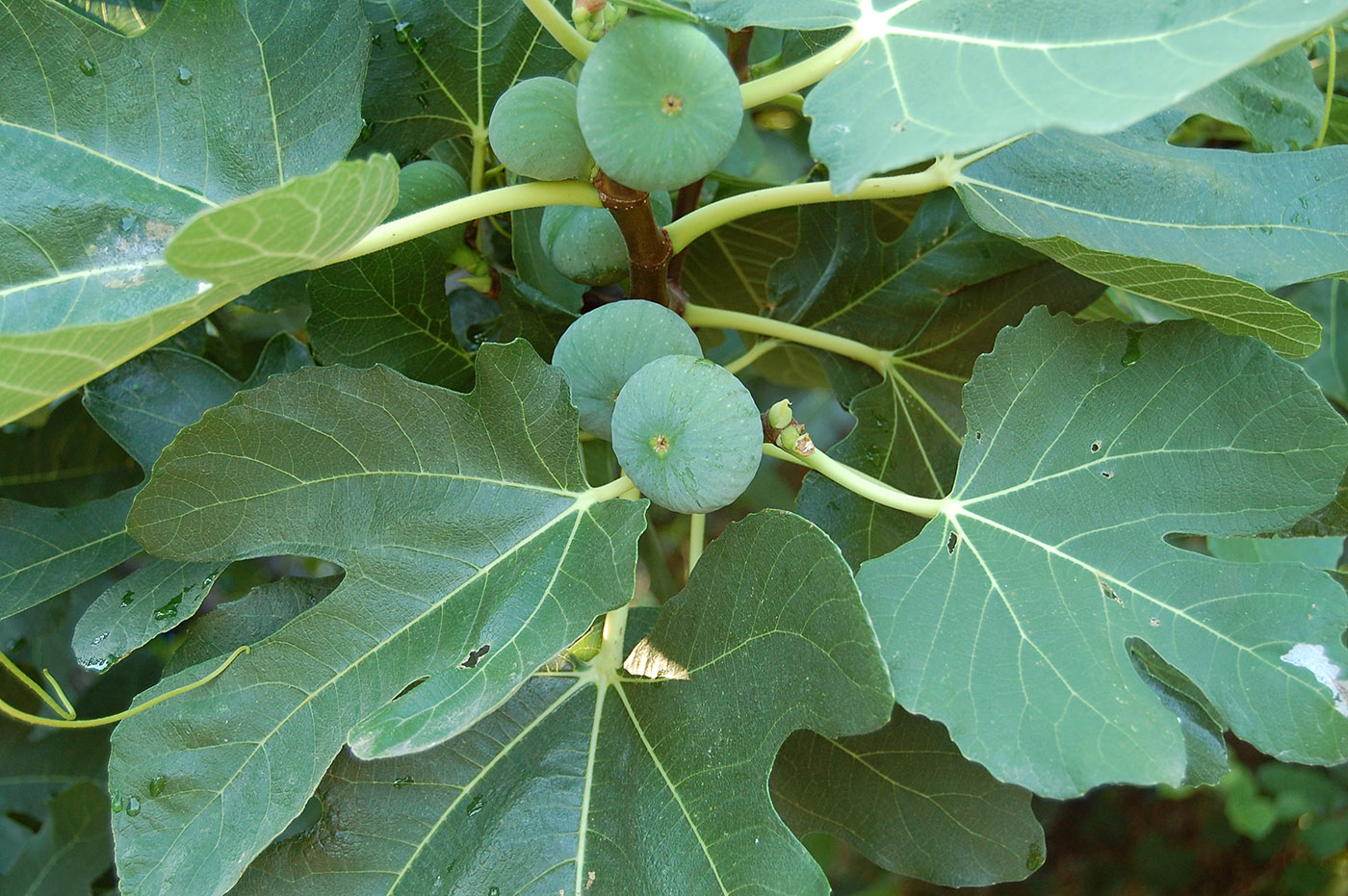 Image of Ficus carica specimen.