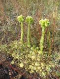 Jovibarba globifera