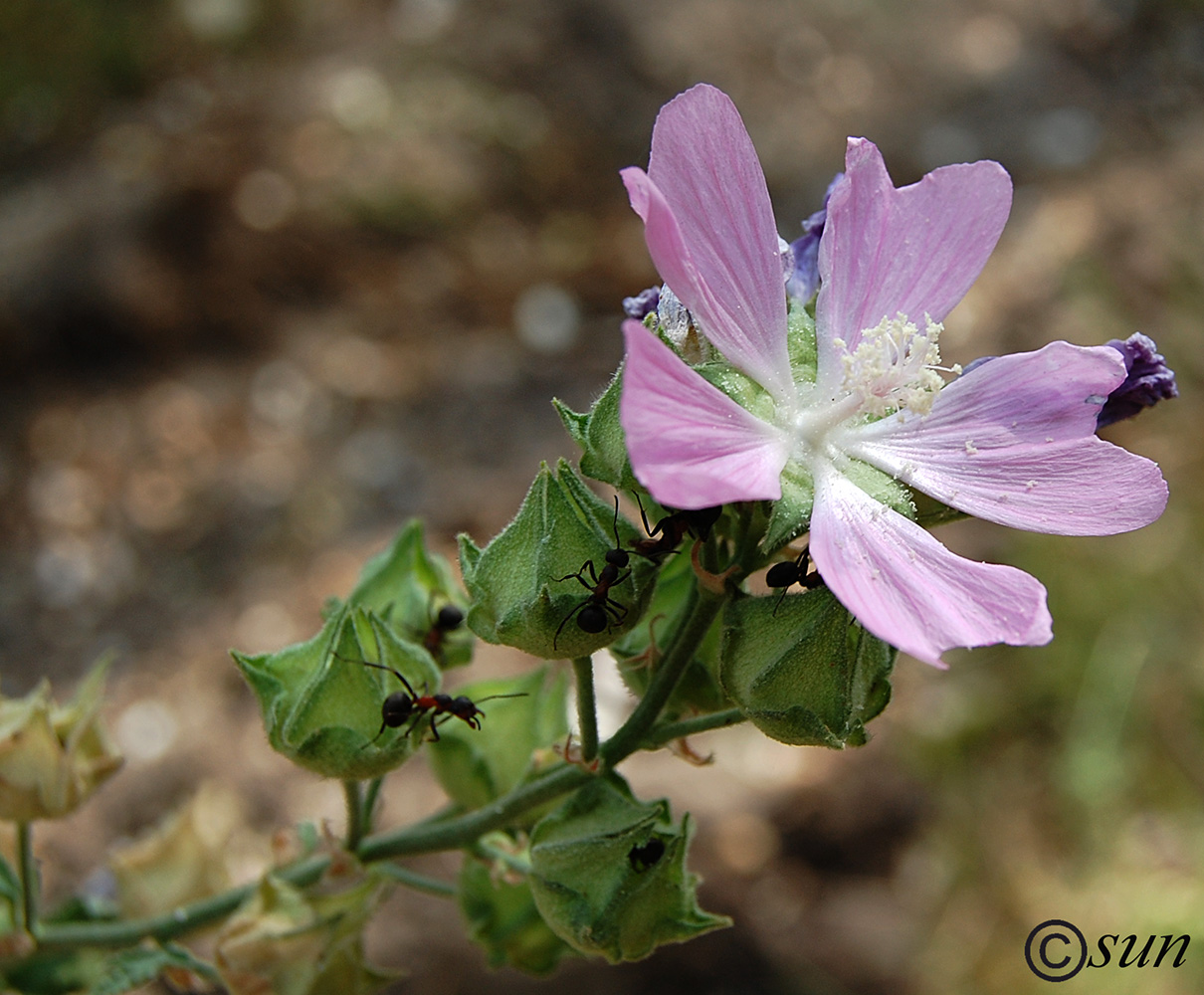 Image of Malva thuringiaca specimen.